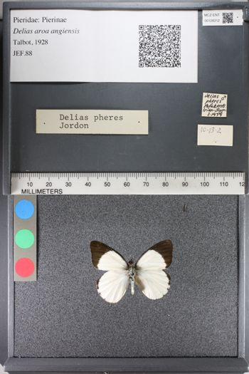 Media type: image;   Entomology 128312
